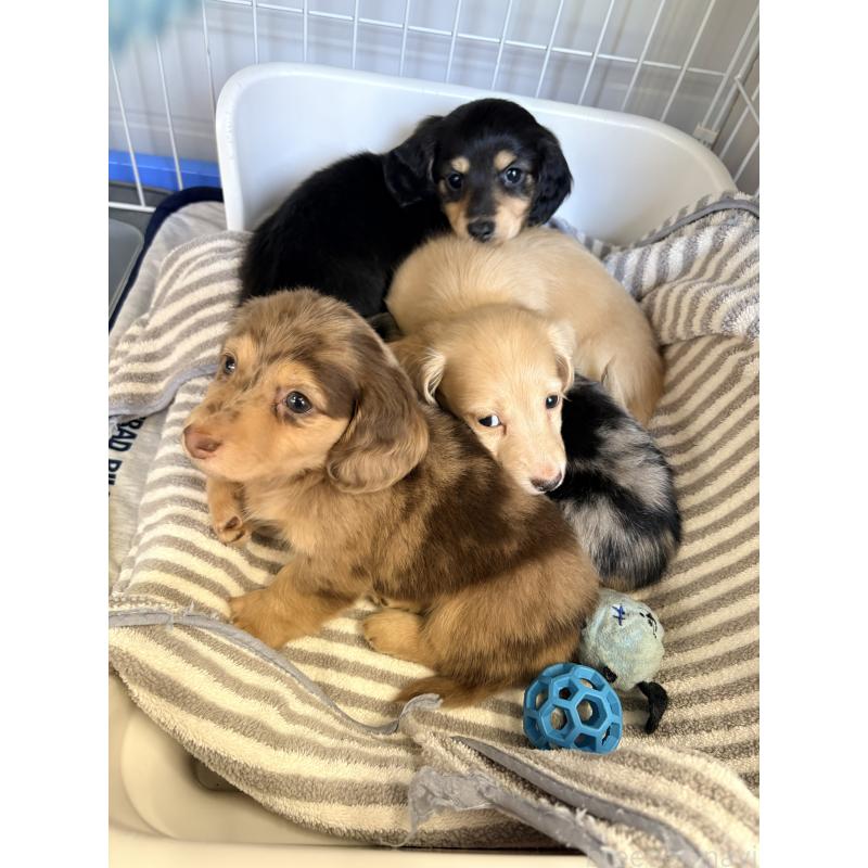 販売中の千葉県のミニチュアダックスフンド(ロングヘアード)-446512の8枚目