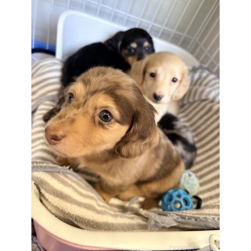 販売中の千葉県のミニチュアダックスフンド(ロングヘアード)-446512の7枚目