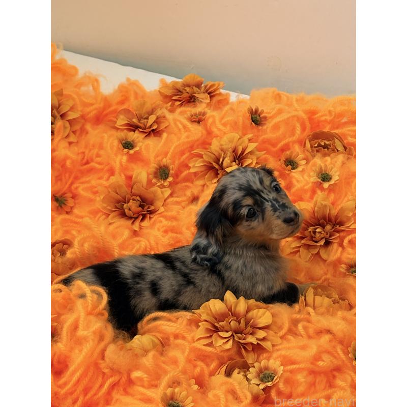 販売中の千葉県のミニチュアダックスフンド(ロングヘアード)-446513の13枚目