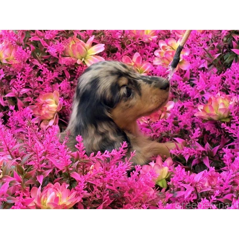 販売中の千葉県のミニチュアダックスフンド(ロングヘアード)-446513の12枚目