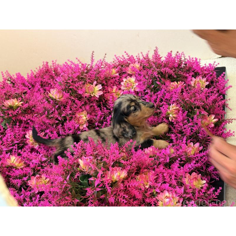 販売中の千葉県のミニチュアダックスフンド(ロングヘアード)-446513の11枚目