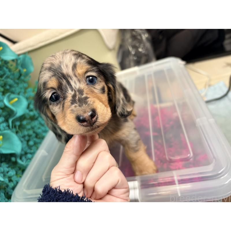 販売中の千葉県のミニチュアダックスフンド(ロングヘアード)-446513の9枚目