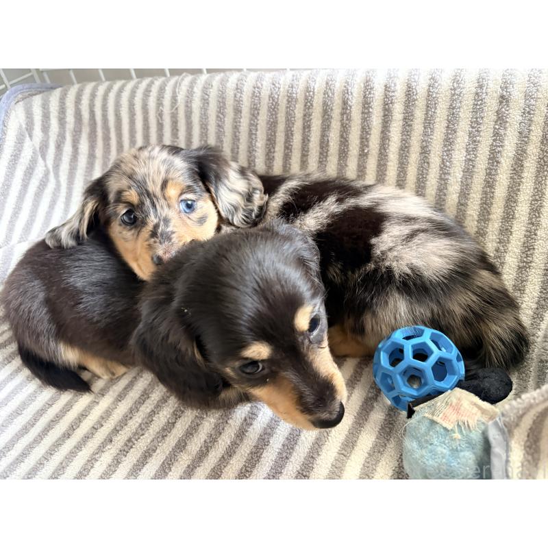 販売中の千葉県のミニチュアダックスフンド(ロングヘアード)-446513の8枚目