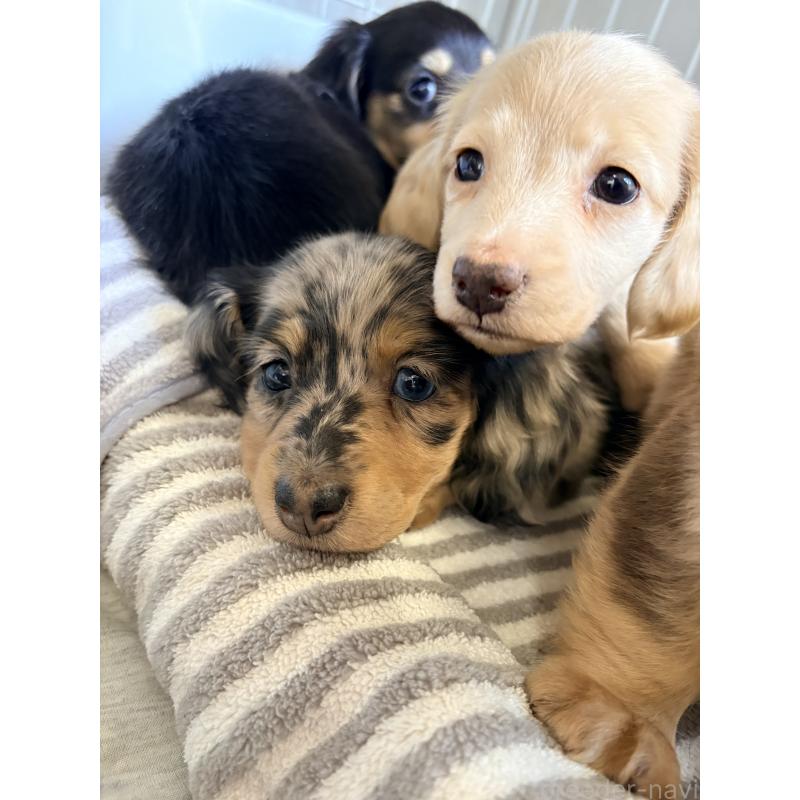 販売中の千葉県のミニチュアダックスフンド(ロングヘアード)-446513の7枚目