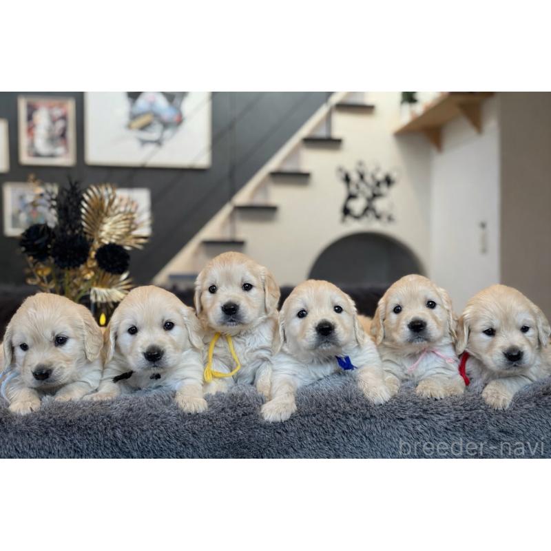 販売中の岐阜県のゴールデンレトリーバー-452080の6枚目