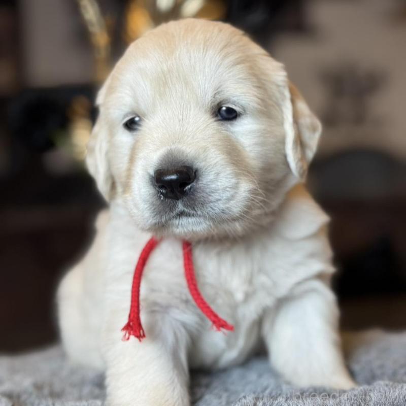 販売中の岐阜県のゴールデンレトリーバー-452080の5枚目