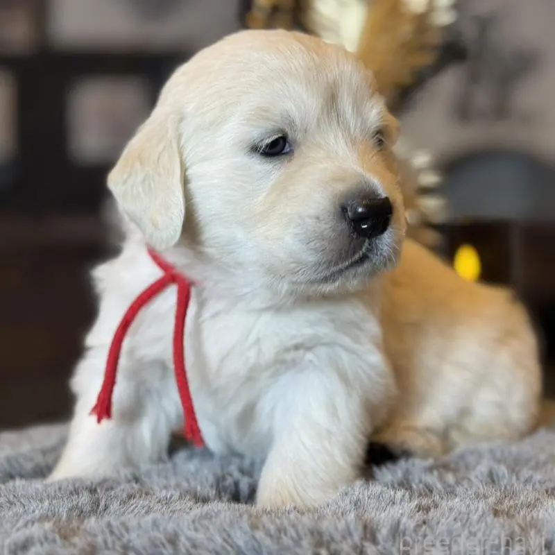 販売中の岐阜県のゴールデンレトリーバー-452080の4枚目