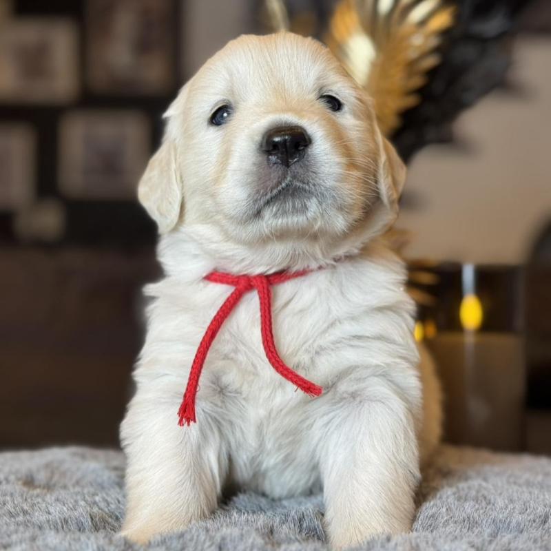 販売中の岐阜県のゴールデンレトリーバー-452080の3枚目