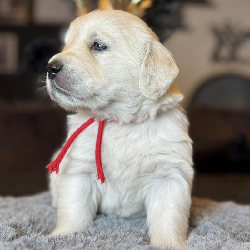 販売中の岐阜県のゴールデンレトリーバー-452080の2枚目