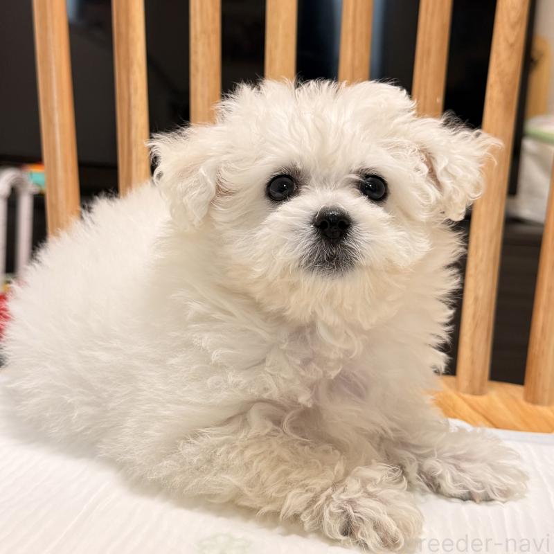 販売中の大阪府のビションフリーゼ-452082の9枚目