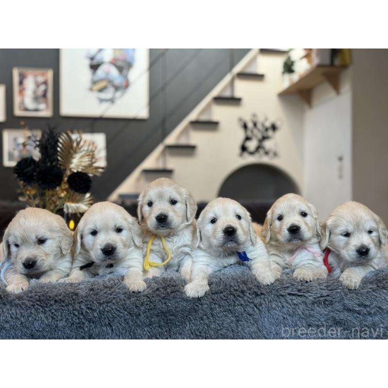 販売中の岐阜県のゴールデンレトリーバー-452081の7枚目