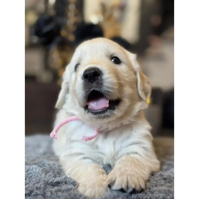 販売中の岐阜県のゴールデンレトリーバー-452081の6枚目