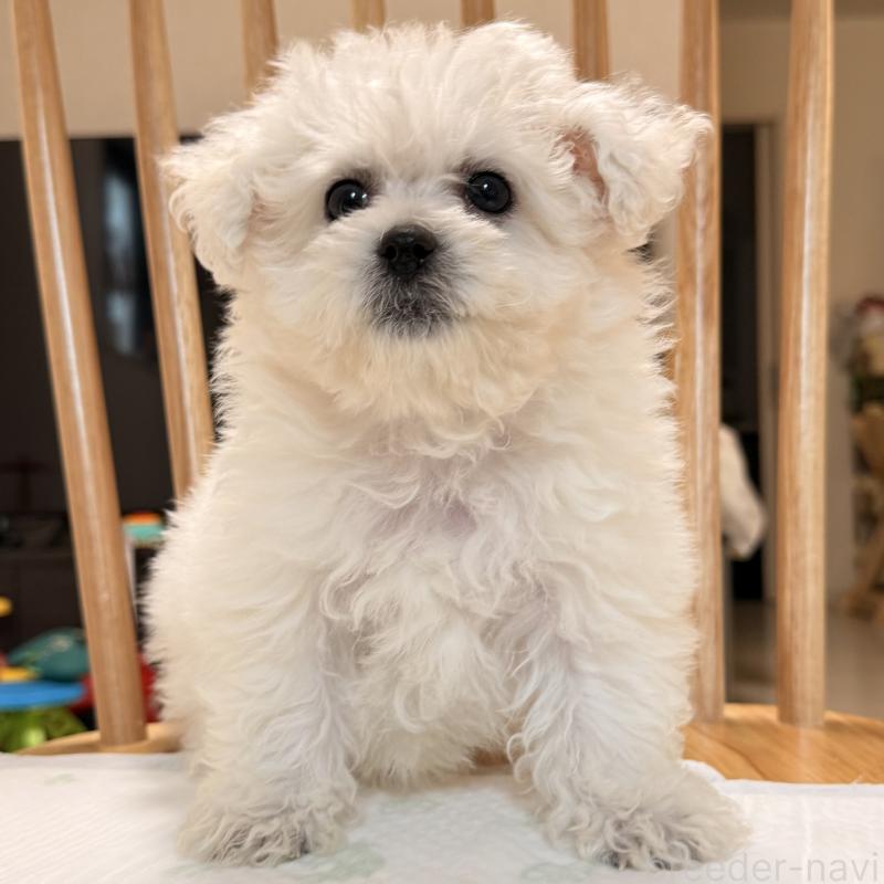 販売中の大阪府のビションフリーゼ-452082の8枚目