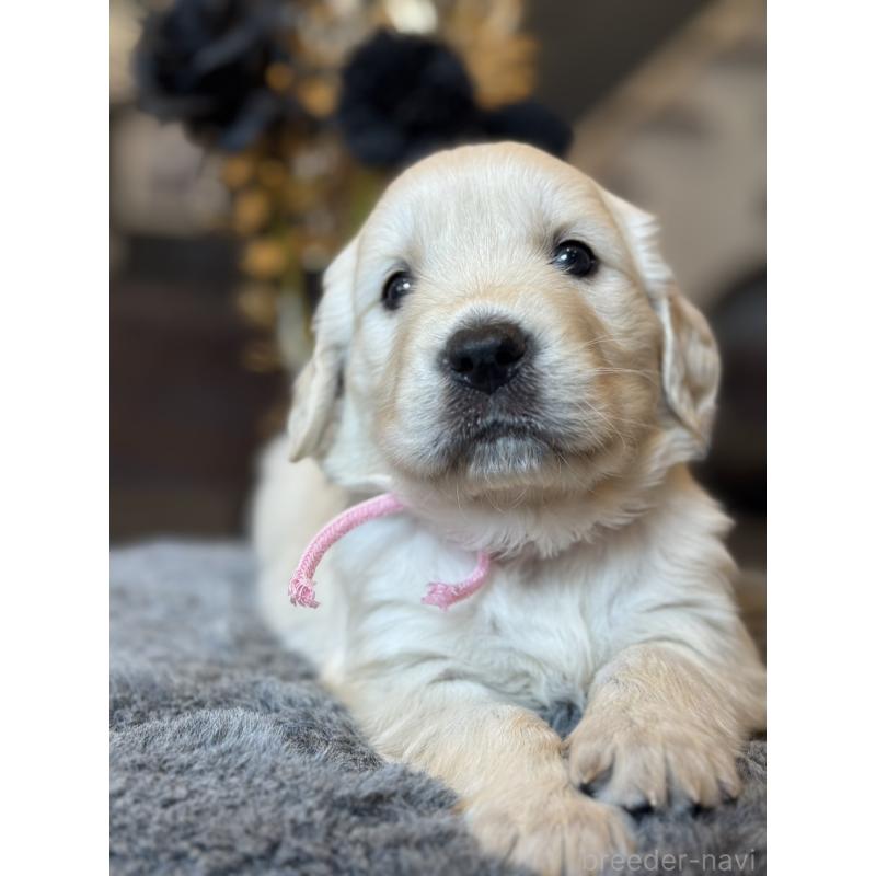 販売中の岐阜県のゴールデンレトリーバー-452081の5枚目