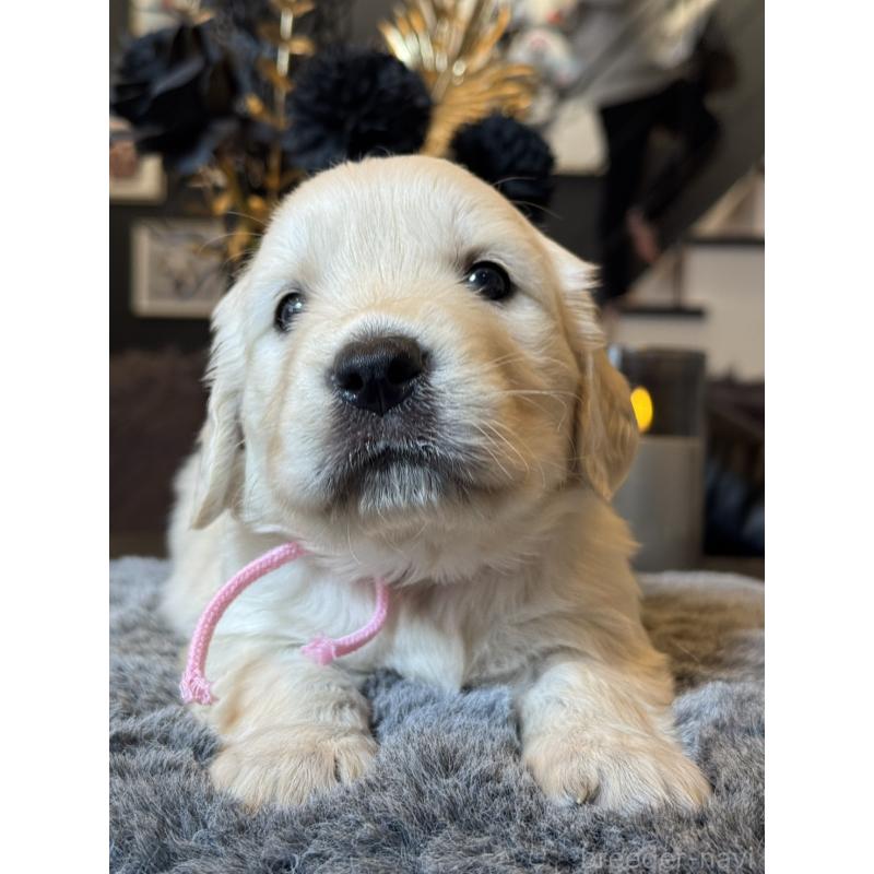 販売中の岐阜県のゴールデンレトリーバー-452081の4枚目