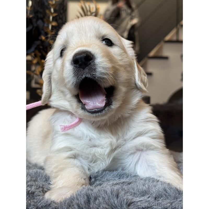 販売中の岐阜県のゴールデンレトリーバー-452081の3枚目