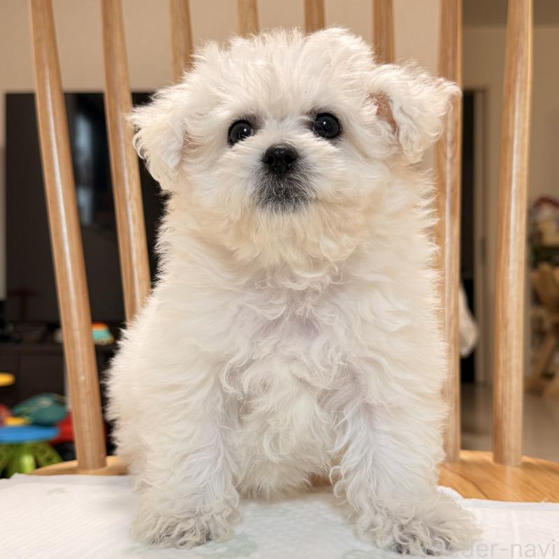 販売中の大阪府のビションフリーゼ-452082の7枚目