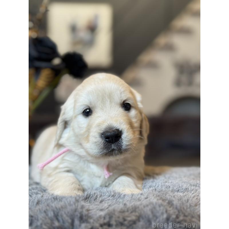 販売中の岐阜県のゴールデンレトリーバー-452081の2枚目