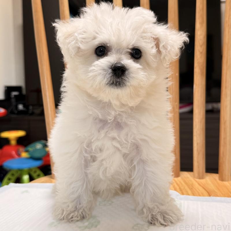 販売中の大阪府のビションフリーゼ-452082の6枚目