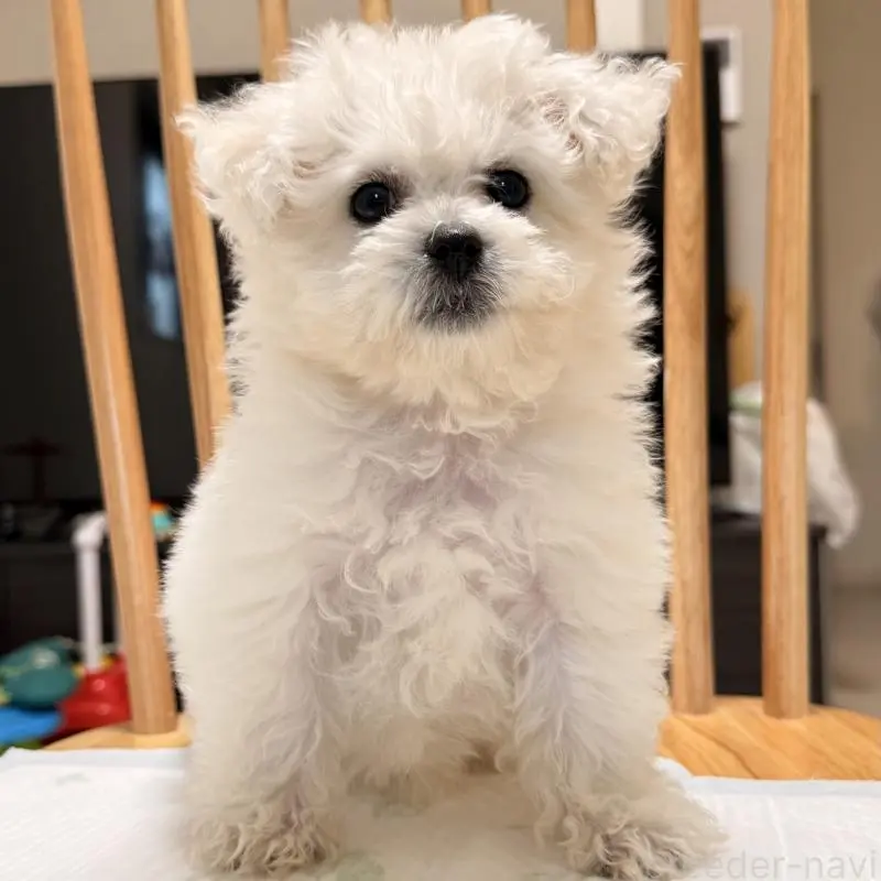 販売中の大阪府のビションフリーゼ-452082の5枚目