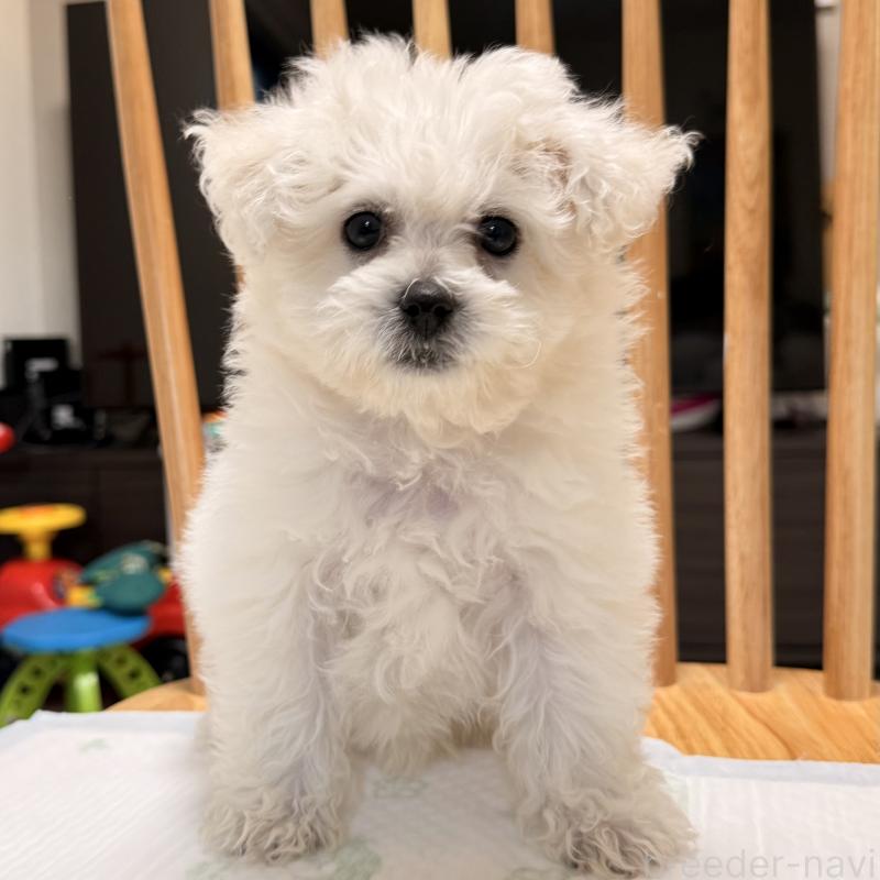 販売中の大阪府のビションフリーゼ-452082の4枚目