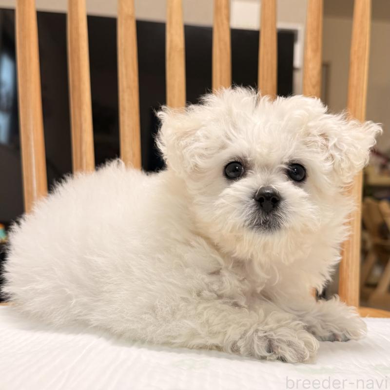 販売中の大阪府のビションフリーゼ-452082の3枚目