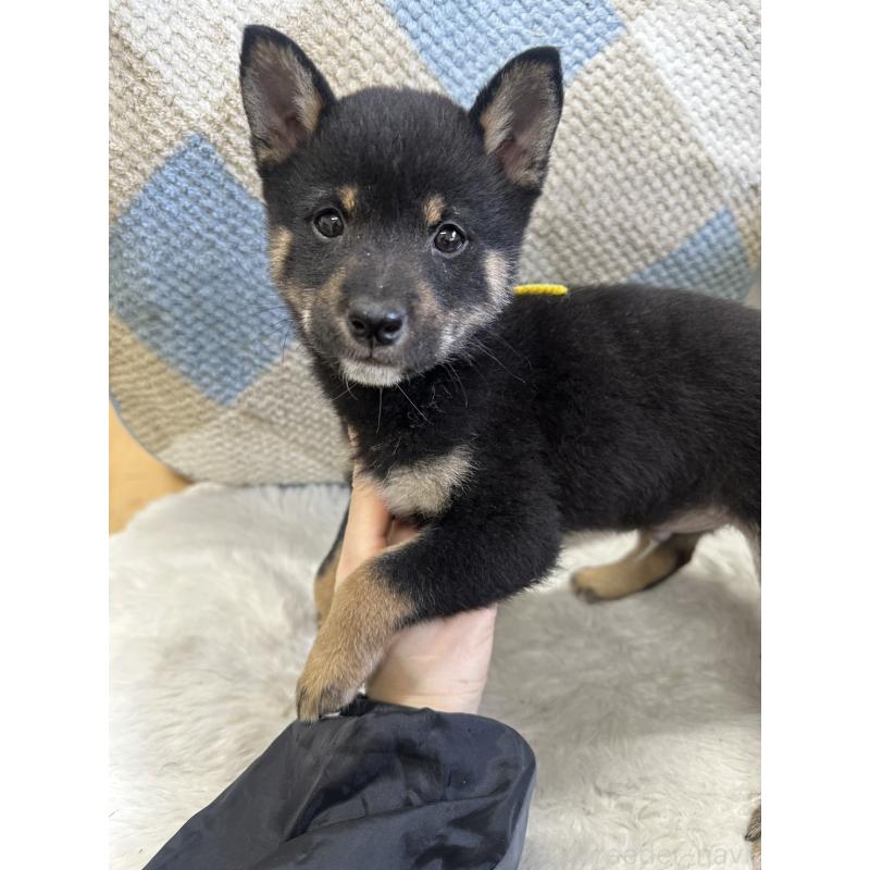 販売中の千葉県の豆柴-445601の5枚目