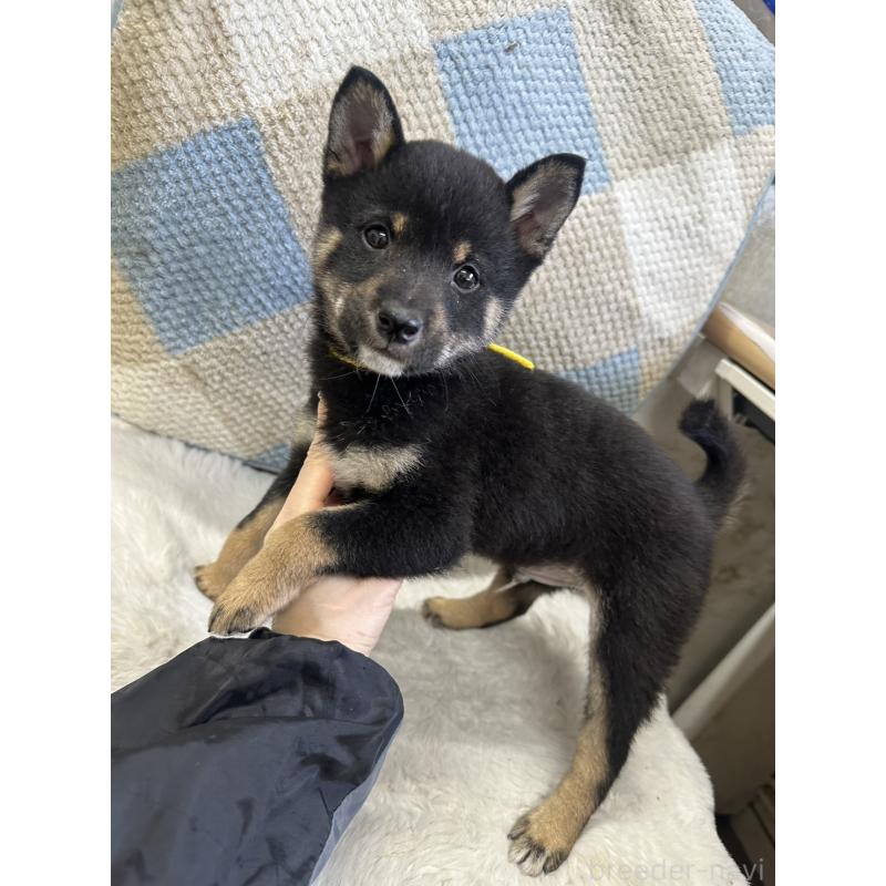 商談中の千葉県の豆柴-445601