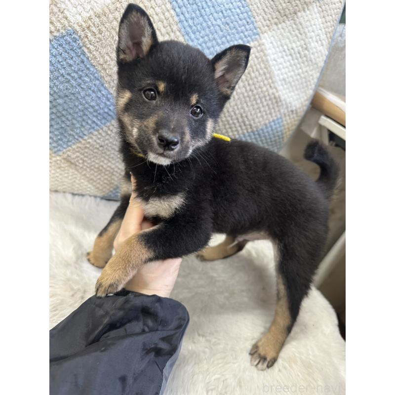 販売中の千葉県の豆柴-445601の4枚目