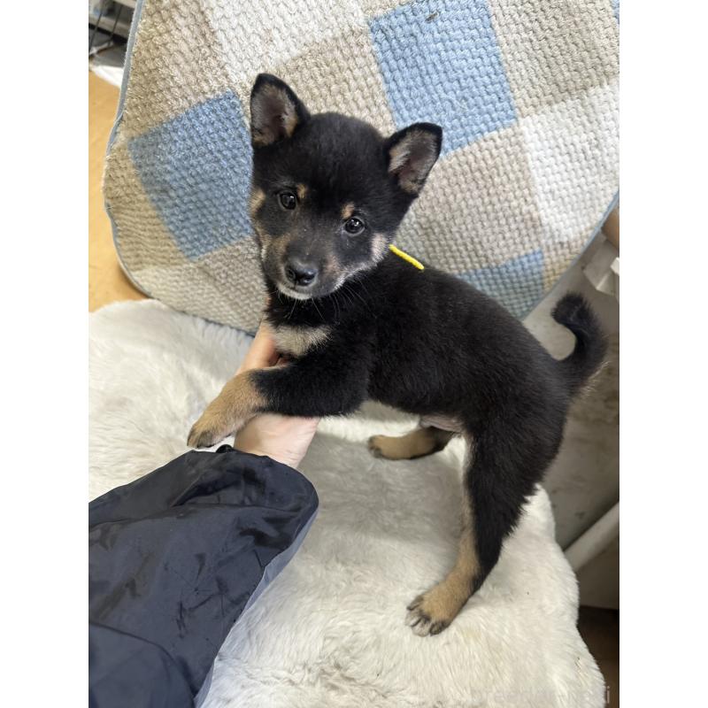 販売中の千葉県の豆柴-445601の3枚目