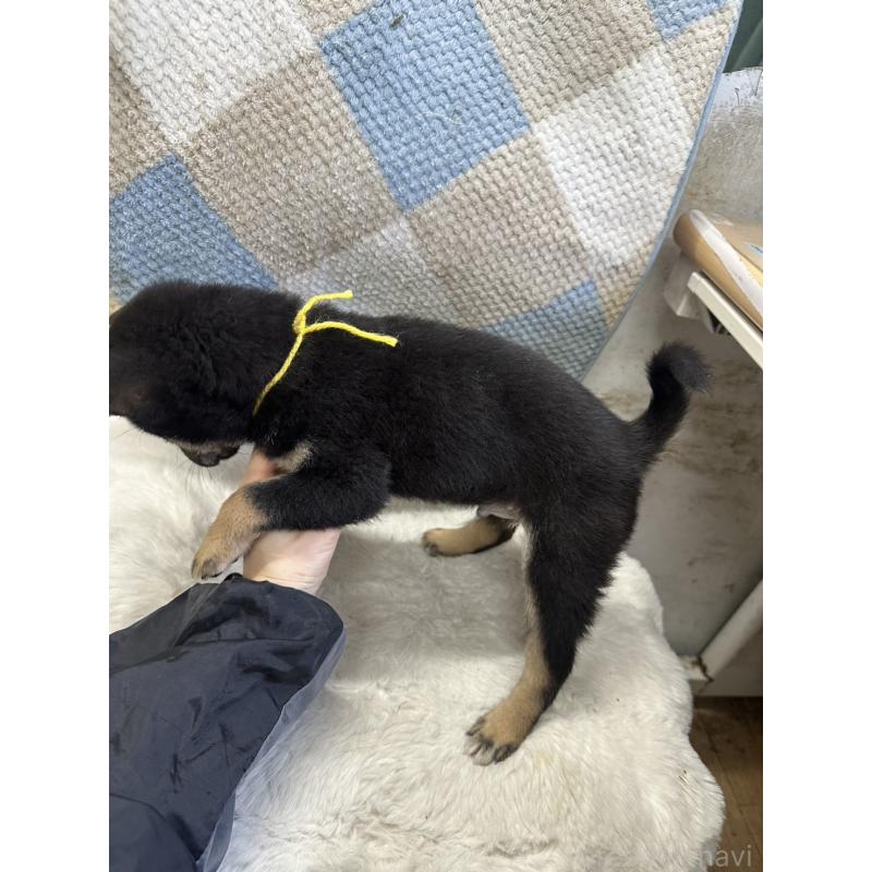 販売中の千葉県の豆柴-445601の2枚目