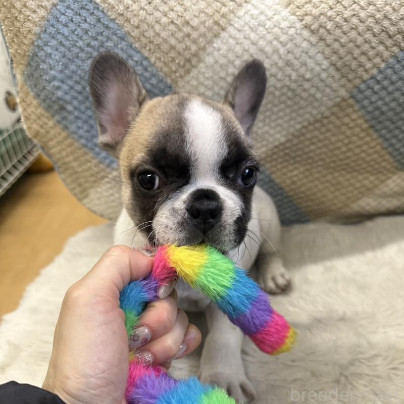 成約済の千葉県のフレンチブルドッグ-445333の6枚目