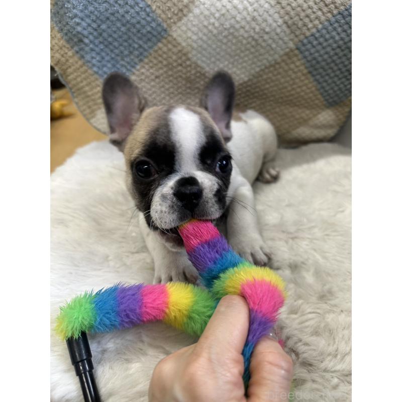 成約済の千葉県のフレンチブルドッグ-445333の5枚目