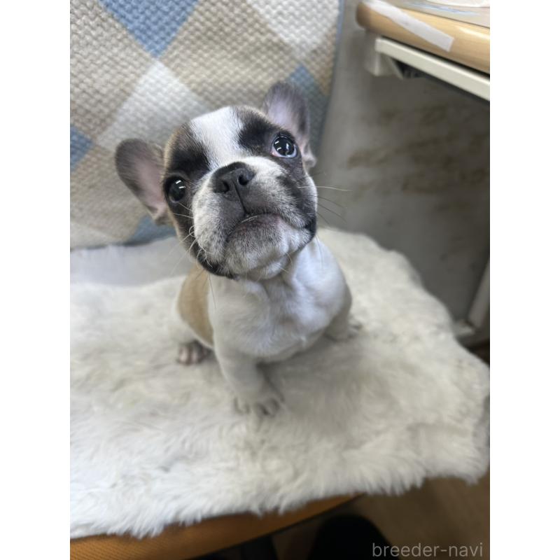 成約済の千葉県のフレンチブルドッグ-445333の4枚目