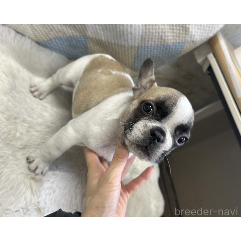 成約済の千葉県のフレンチブルドッグ-445333の3枚目