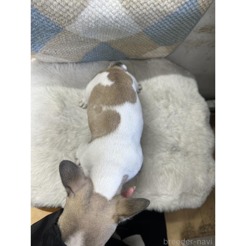 成約済の千葉県のフレンチブルドッグ-445333の2枚目