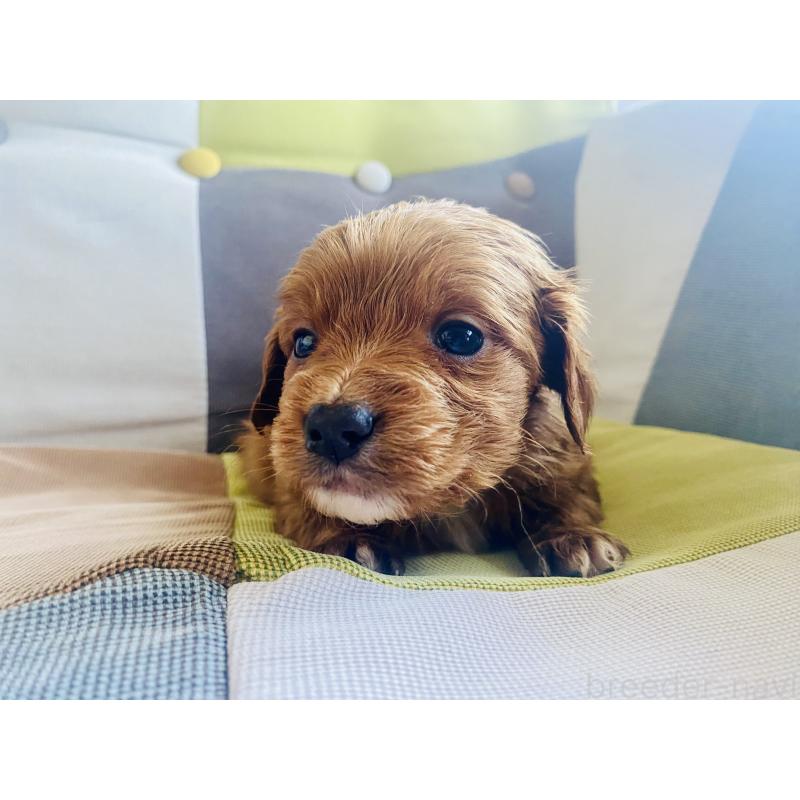 販売中の静岡県のキャバプー:キャバリア×トイプードル-452084の4枚目