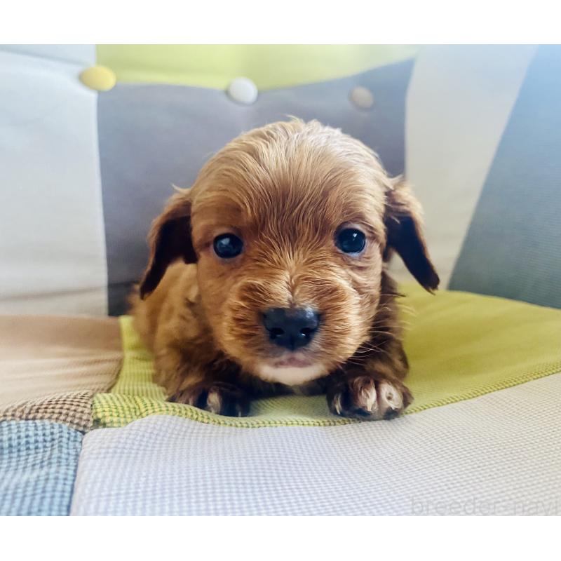 販売中の静岡県のキャバプー:キャバリア×トイプードル-452084の2枚目