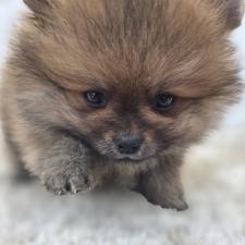 ♀︎ポメラニアン