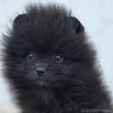 ♀︎ポメラニアン