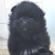 ♀︎ポメラニアン