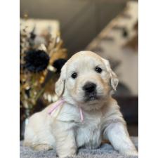 ♀︎ゴールデンレトリーバー