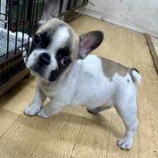 ♀︎フレンチブルドッグ