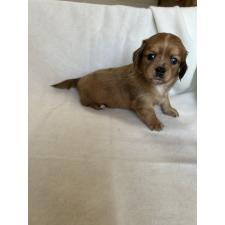 ♀︎チワックス:チワワ×ミニチュアダックスフンド