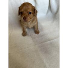 ♀︎チワックス:チワワ×ミニチュアダックスフンド