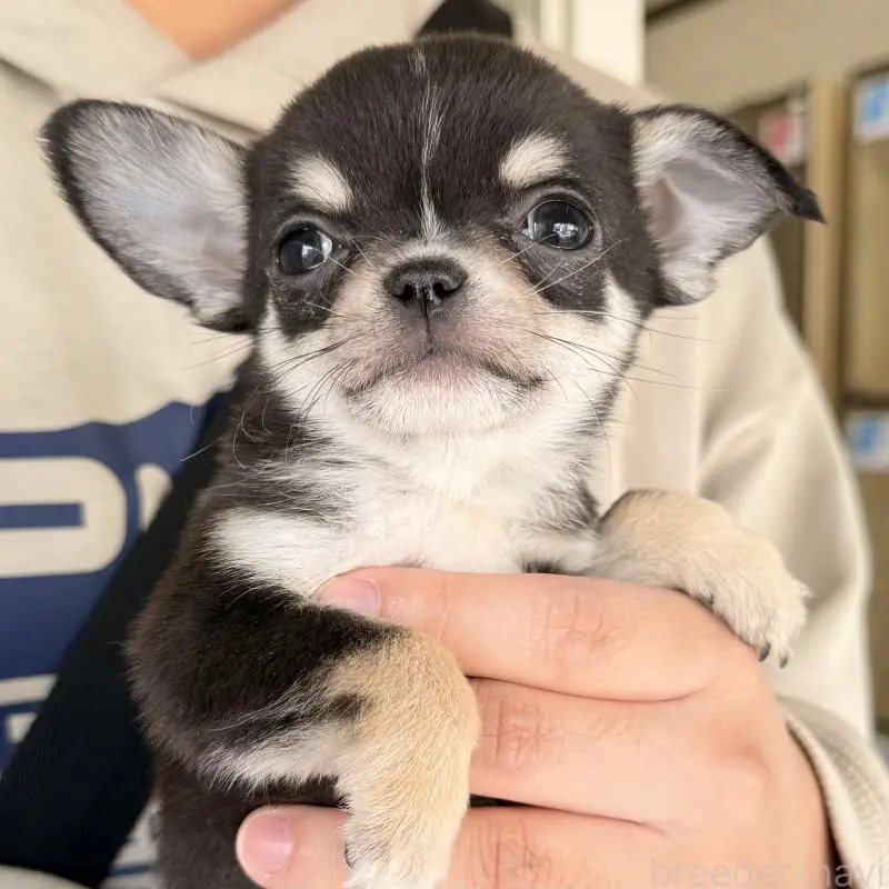 販売中の大阪府のチワワ(ロングコート)-452085の9枚目