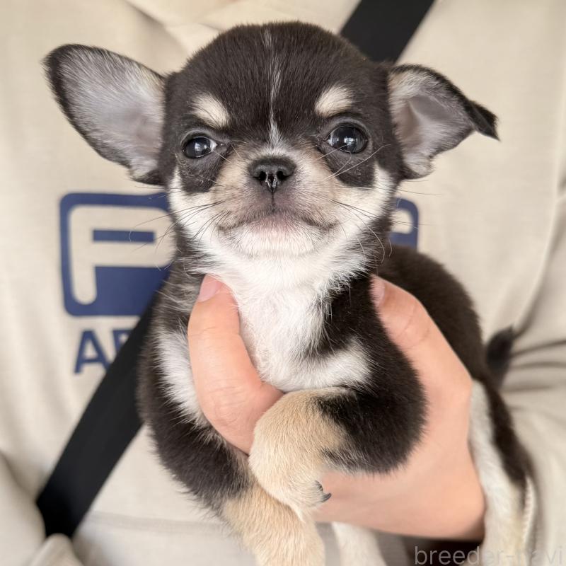 販売中の大阪府のチワワ(ロングコート)-452085の8枚目