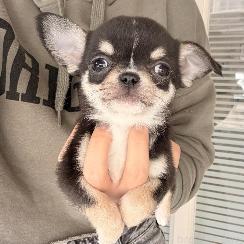 販売中の大阪府のチワワ(ロングコート)-452085の5枚目