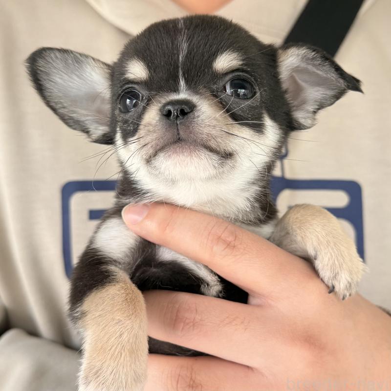 販売中の大阪府のチワワ(ロングコート)-452085の4枚目