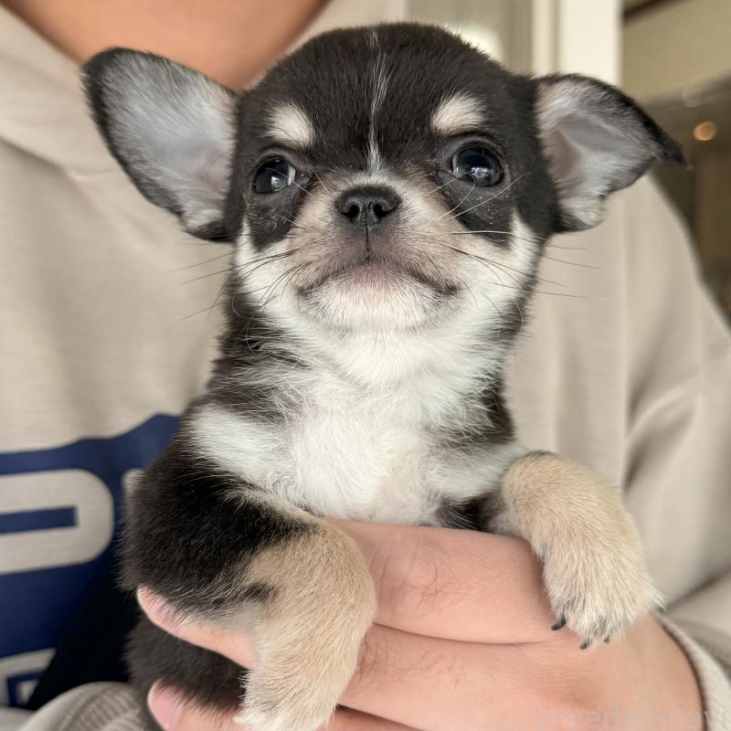 販売中の大阪府のチワワ(ロングコート)-452085の3枚目